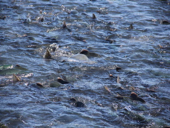 Lachse..., Lachse... - unheimlich viele wollen nach oben...