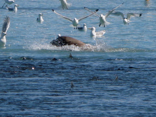 Er taucht auf und ab... und frisst und frisst...! Wenn das nur nicht Bauchschmerzen gibt...; ein  Spektakel sondergleichen...