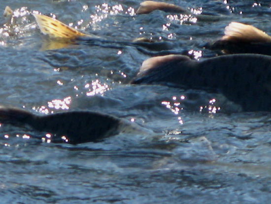 In diesem Bereich war "Fischen verboten"...