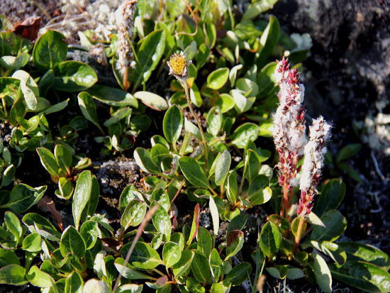 Erfreuen uns an der herben Schönheit der kargen Böden...