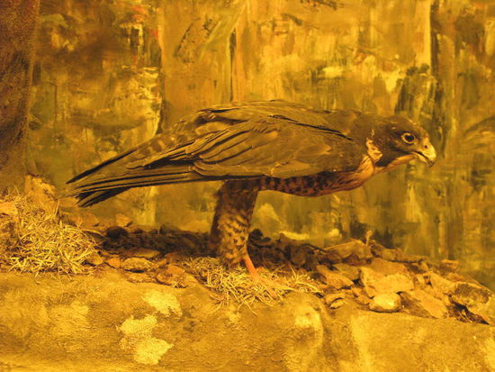 Wir fahren zum nahen Informationscenter und sehen uns seltene Tiere an, die wir in der Freiheit noch nicht gesehen haben...; hier einen Falken...