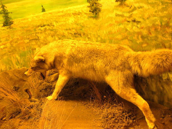 Kojote...; hat sich später kurz in Natura gezeigt...