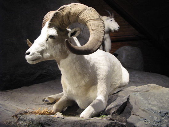 Dickhornschaf...; waren grad auf der andern Seite der Krete...!