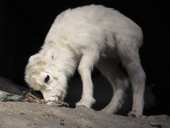 Das Junge...; eine begehrte Beute für die Adler...