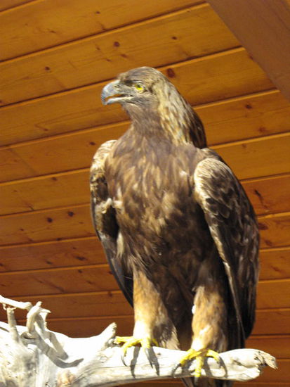 Adler - der König der Lüfte und Jäger...