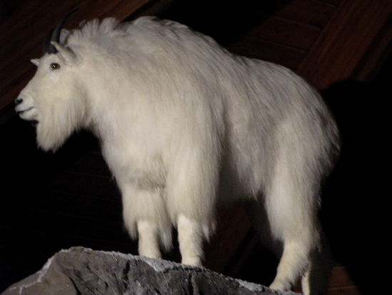 Bergziege...; anschliessend schauen wir uns Filme über die Umgebung an...; wirklich faszinierende Gegend...