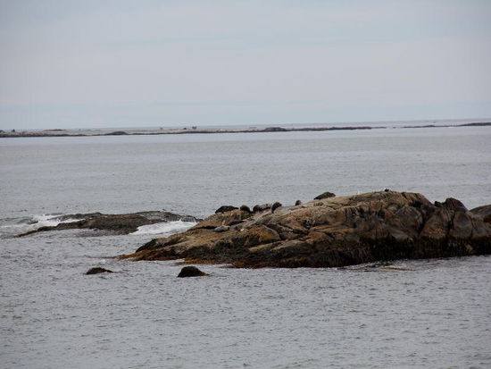 Eine Seelöwenkolonie...