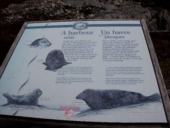 Die unterschiedlichen Arten...  immerhin - einzelne Arten können bis 2,5 m lang undd 300 kg schwer werden...