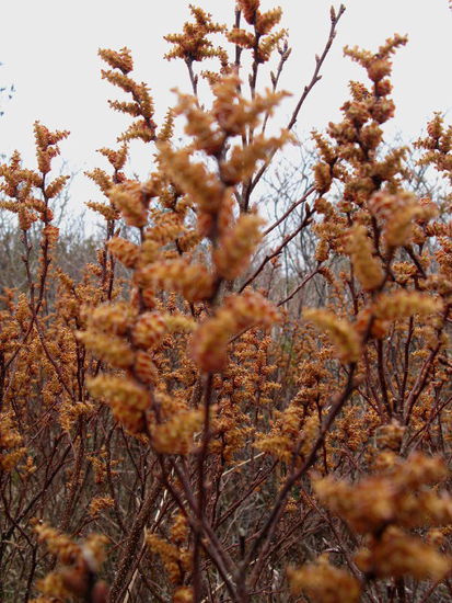Eine Pflanze, die wir nicht kennen... hat aber eine interessante Blüte...