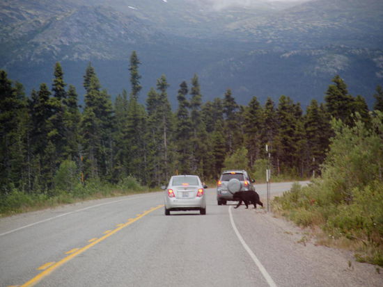 Na hallo, da sucht sich einer den Weg ohne Fussgängerstreifen...