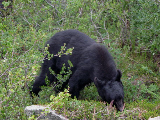 Gierig sucht er nach Fressbarem...; hier vermutlich Preiselbeeren...
