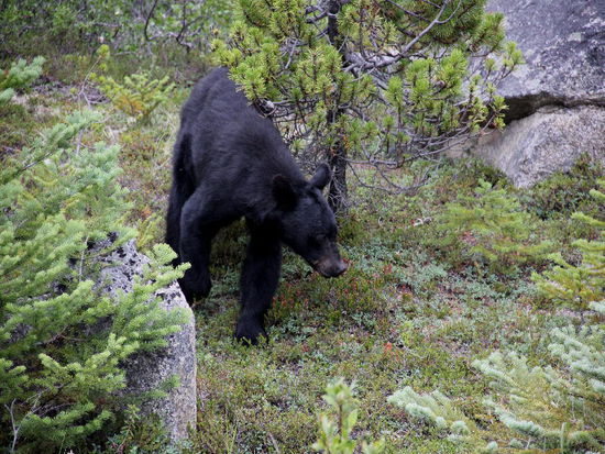 Er scheint uns nicht zu beachten...; und wir haben Zeit, ihn zu beobachten...