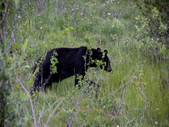 Bevor er endgültig im Wald verschwindet...