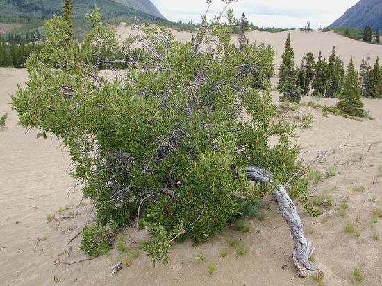 Wir verabschieden uns von Carcross und bummeln Richtung Whitehorse...; so langsam beginnt sich der Kreis zu schliessen....