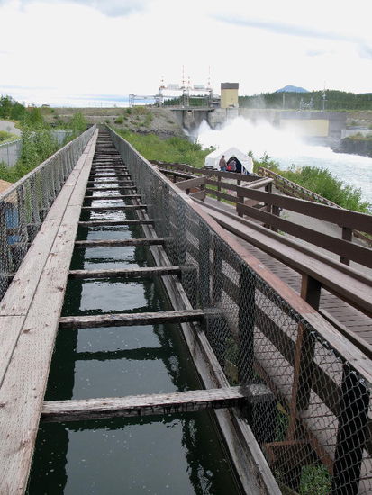 Oben befindet sich das Kraftwerk von Whitehorse...; damit die Lachse den Höhenunterschied überwinden können, wurde 1959 die Fischtreppe erbaut...