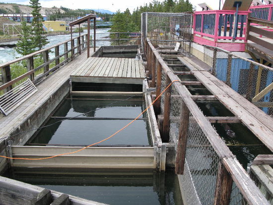 Hier werden Lachse für die Fischzucht entnommen, befruchtet und im Frühjahr in den Flüssen oberhalb ausgesetzt...; demnächst treffen die Lachse hier ein...; immerhin haben sie bis jetzt fast 3000 km von der Beringsee her überwunden...; während sie den Fluss raufschwimmen, nehmen sie keine Nahrung mehr zu sich, die Verdauungsorgane verkümmern und die Lachse nehmen rasch an Gewicht ab...