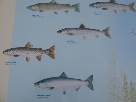 Kleine Fischkunde...