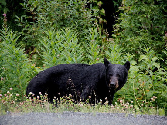 Er schaut zwar noch skeptisch drein, schliesslich weiss er ja nicht, dass heute unsr Bärentag ist...