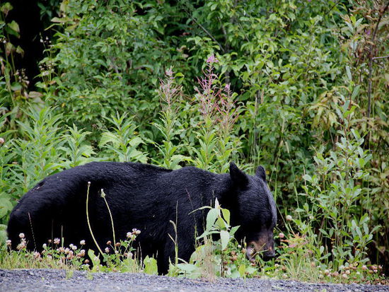 Und schon widmet er sich wieder dem grossen Fressen...