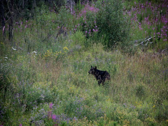 Verdrückt sich wieder Richtung Strassengraben...