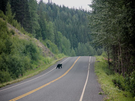 Na wunderbar, die Strasse ist frei..., nix wie rüber...