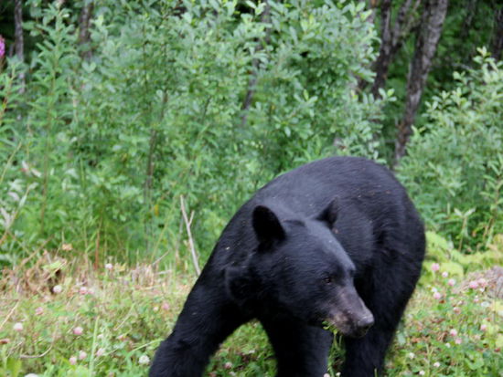 Der hat uns schnell entdeckt...