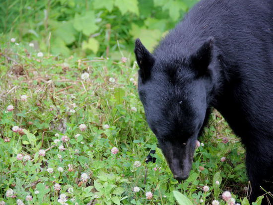 Sucht aber seelenruhig weiter nach Fressbarem...