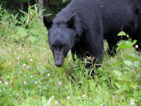 Mit seinem Blick gibt er aber auch klar zu verstehen, wer hier der Chef ist...