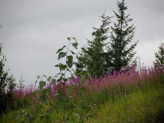 Waldweidenröschen oder Fierweed...