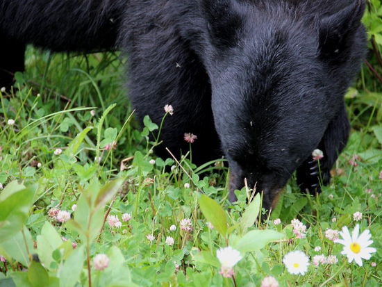 Na aber wirklich, dieses "Dieselparfum"...