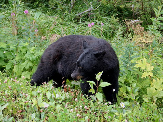 Einen Bauch voll...; psst - nicht weiter sagen...!