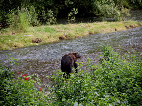 Wieder unten an einem Seitenkanal erleben wir ein richtiges Naturschauspiel...; ein Grizzly watet durch den Fluss...