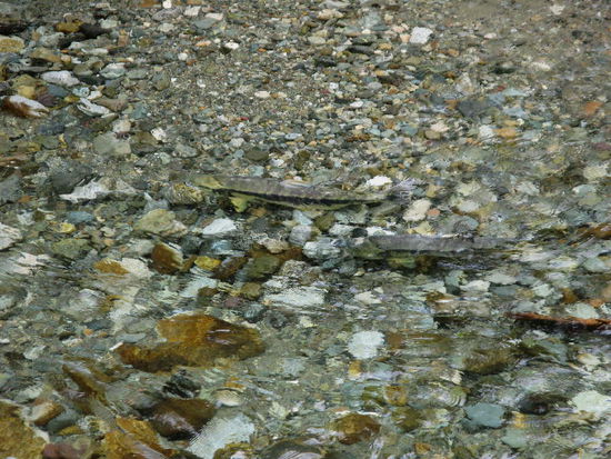 ...und die Lachse sind da...