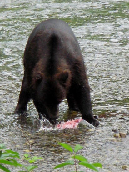 Das geht "ruck, zuck" - die Seite wird aufgerissen, die Haut entfernt und das fette Fleisch wird gefressen, den Rest lassen sie liegen...