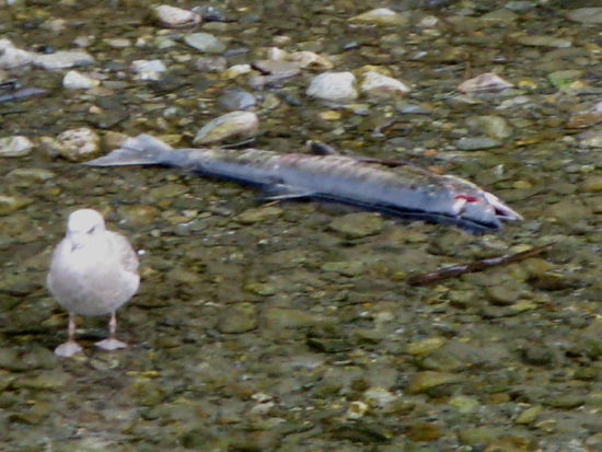 Auch Möven wollen überleben...