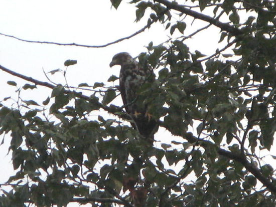 Er sucht sich sein Futter selber aus...