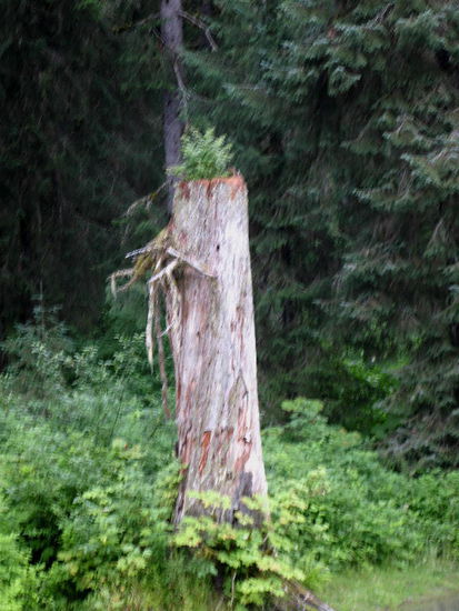 Natürlicher Pflanzentopf...