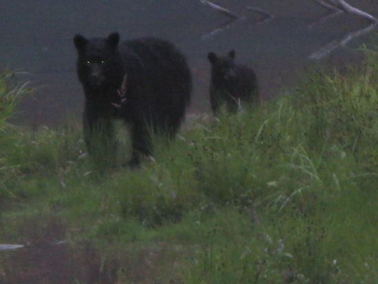 Eine Schwarzbärin mit ihrem Jungen schleicht dem kleinen See entlang...; leider erschrickt sie durch mein Blitzlicht und sucht den Rückzug...