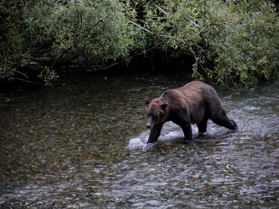 Erneut ein Grizzly...