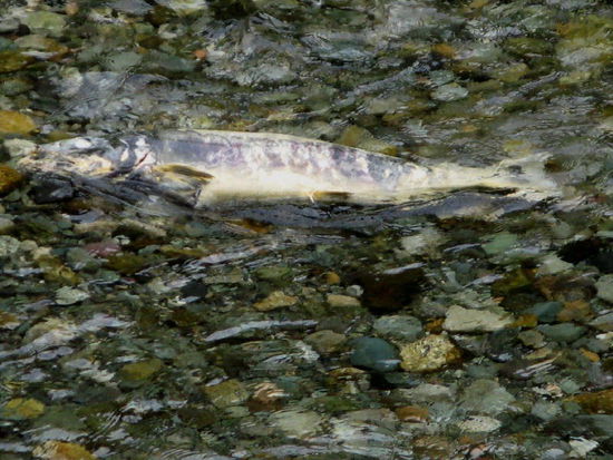 Wir verabschieden uns von Haider und passieren den kanadischen Zoll ohne Probleme...; ein wirklich erlebnisreicher Tag - 15 Bären gesehen, 11 Schwarzbären und 4 Grizzlies..., 3 Adler und viele Möven..., Gletscher...