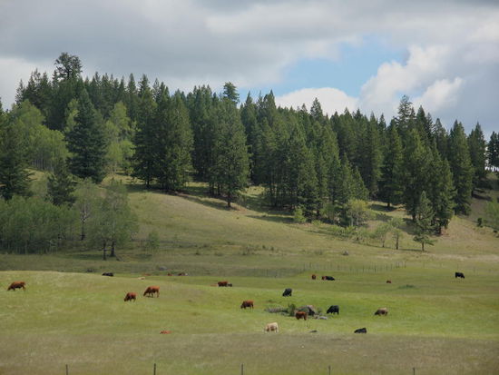 Das Land wird zunehmend landwirtschaftlich genutzt....