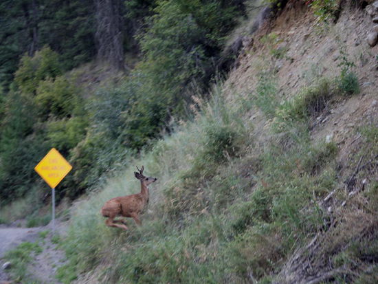Hinter einer Kurve erschrecken wir ein Reh...