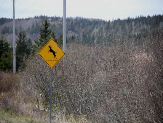 Springender Wapiti-Hirsch...?