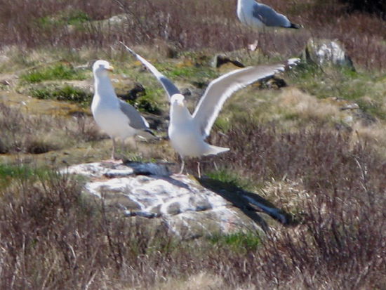 Wir begucken die vielen Seevögel...