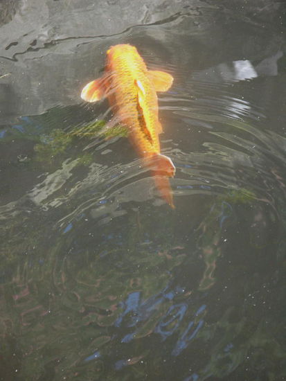 Im grossen Teich schwimmen Koifische...