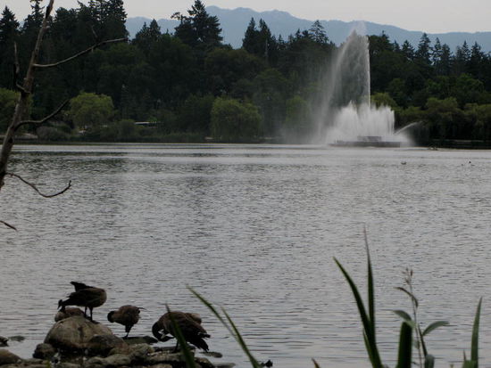 Bei der "English Bay" steigen wir aus und schlendern durch den Stanley Park...