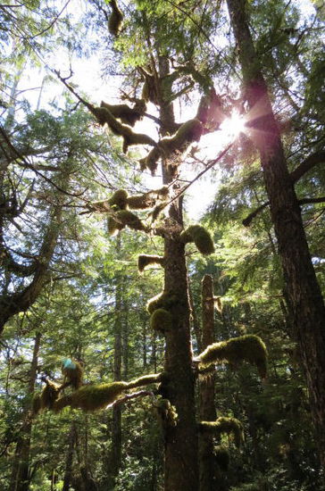 In Ucluelet befindet sich direkt am Meer ein kleiner Regenwald...