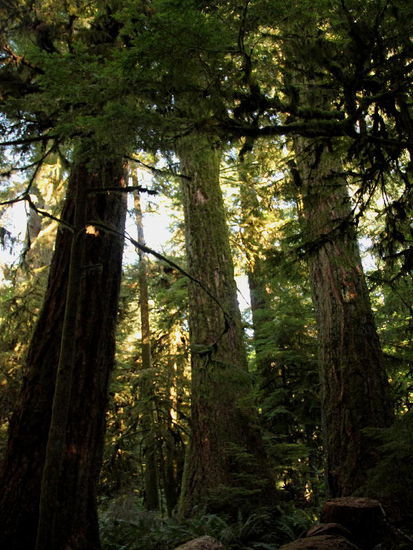 Wir verlassen den schönen Wald und fahren...