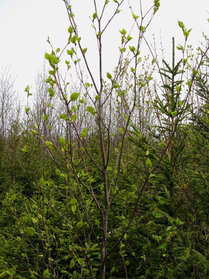 Der Frühling beginnt auch hier, junge Buchentriebe...