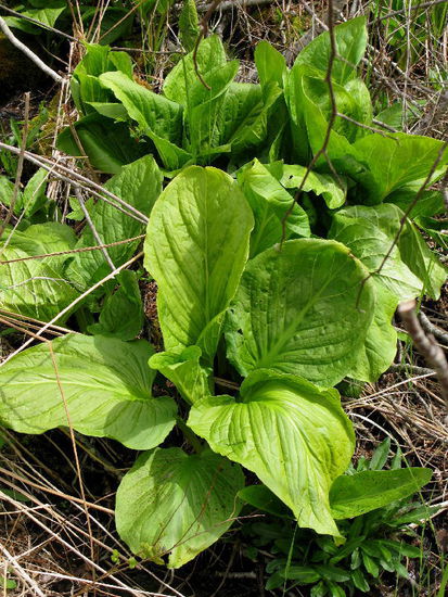 Heilpflanze - Skunk Cabbage...